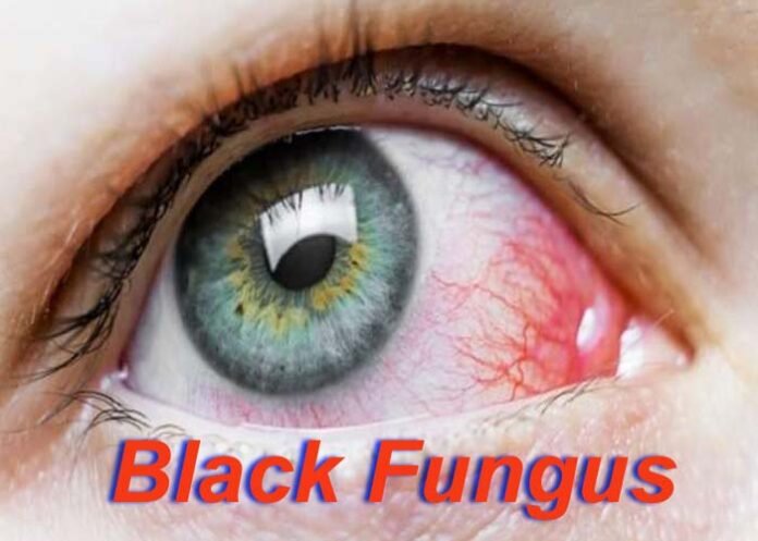 Black Fungus